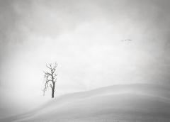 Lone tree - Hemant Kogekar