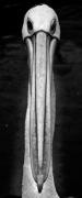 Long Beak Ken Lipworth - ... ...