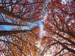 Looking Up - Peter Sambell