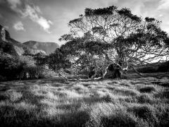 Lord Howe Island - Judy Warburton