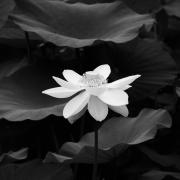 Lotus-Mt Penang-Gdns-MONO JaniceG-2 - Janice Gursanscky