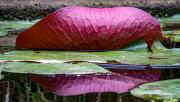 Lotus-leaf-reflected JaniceG - Janice Gursanscky