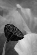 Lotus-seed-head-MONO- JaniceG - Janice Gursanscky