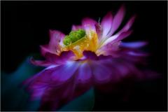 Lotus - Frank shu