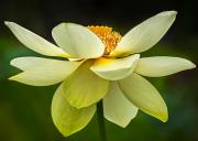 Lotus flower - Judith Bennett
