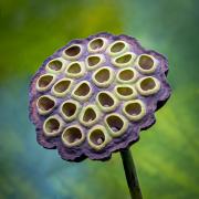 Lotus pod 2 - Judith Bennett