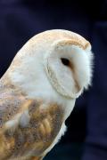 MILO THE BARN OWL - ... ...