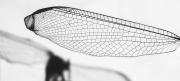 M Dragonfly wing C Pettigre-gigapixel-hq-scale-2 00x - ... ...