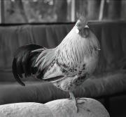 M Pet Chicken P Marks-gigapixel-hq-scale-2 00x - ... ...
