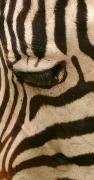 M Stripey eye C Pettigrew-gigapixel-hq-scale-2 00x - ... ...