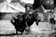 M That s no bull Kerry Boytell-gigapixel-hq-scale-2 00x - ... ...