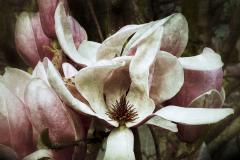 Magnolia - Jan Glover