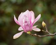 Magnolia - ... ...