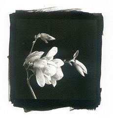 Magnolia - Lyn Arnold