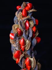 Magnolia seed pod - Heather Miles