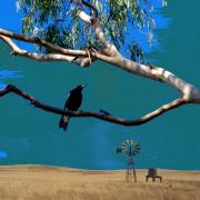 Magpie - Tim Collisbird