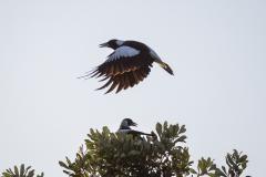 Magpies - Heather Miles