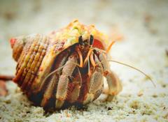 Maldives Hermit Crab  - Bruce Wilson