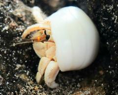 Maldives Hermit Crab 2 - Bruce Wilson