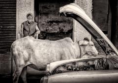 Man Cow Car - Michael Hing