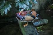 Mandarin Duck - Jan Glover