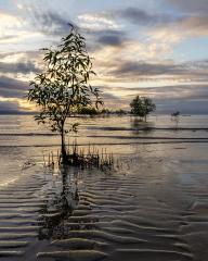 Mangrove Beach - Howard Morris