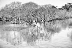 Mangrove Reflectiopns - Jennifer Gordon