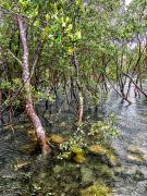 Mangrove Walk - Steve Mullarkey