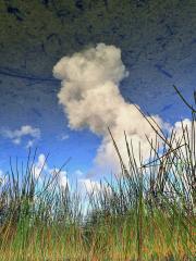 Manly Dam Reflections - Bruce Wilson
