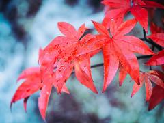 Maple leaves - Hemant Kogekar