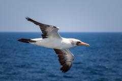 Masked Booby - Nigel Streatfield