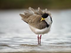 Masked Lapwing - Maria Mazo