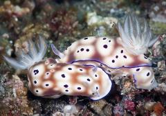 Mating Nudibranchs - Sandy Jacka