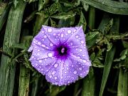 Mauve Flower - Steve Mullarkey