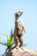 Meercat - Leigh Hall