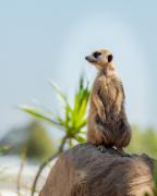 Meerkat -201126-53974 - Donald Gould