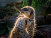 Meerkats - Donald Gould