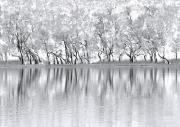 Melaleuca lagoon P1100888 Mar07 - ... ...