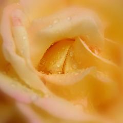 Memories2 - Dawn Zandstra