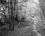 Merit Monochrome Carolyn Pettigrew Beechforest Walk - ... ...