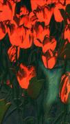 Merit Slides Dawn Zandstra Tulips are red - ... ...