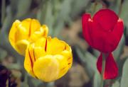 Merit Three Tulips Jacques Roussel - ... ...
