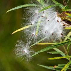 Milkweed Seeds - Fujiko Watt