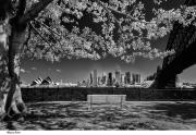 Milsons Point - Fran Brew