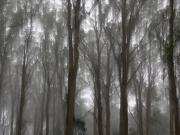 Misty Trees - Judy Watman