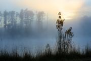 Misty morn - Shane Clarkson