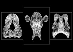 Mobius Creatures - Judith Bennett