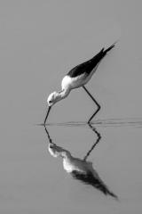 Mono stilt reflection - Leigh Hall