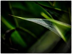 Morning Dewdrops - Steve Mullarkey