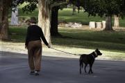 Morning Walk - Margaret Frankish